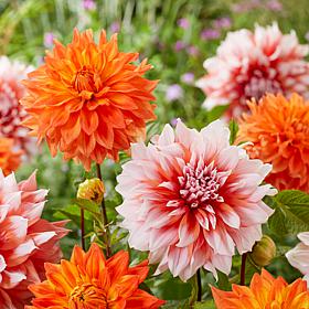 Van Zyverden Dahlias Splendid Festival Blend Set of 7 Bulbs