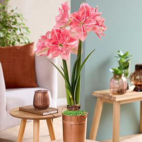 Van Zyverden Fast Track Amaryllis Kit Double Time w Decorative Planter