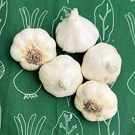 Van Zyverden Garlic Softneck Artichoke Sicilian Set of 5 Bulbs