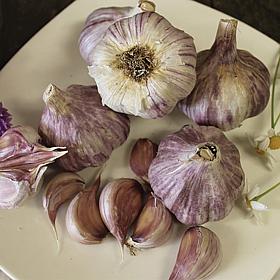 Van Zyverden Garlic Standard Purple Strip Chesnok Red - 3 Cloves
