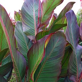 Van Zyverden Giant Cannas / World's Tallest Cannas Musifolia - 3 Bulbs