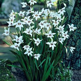Van Zyverden Gladiolus Acidanthera Set of 12 Bulbs