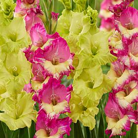 Van Zyverden Gladiolus Exuberant Koi Blend - 15 Bulbs