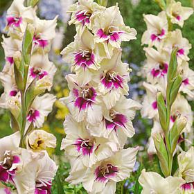Van Zyverden Gladiolus Large Flowering Amber Mystique Set of 12 Bulbs