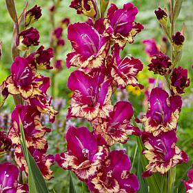 Van Zyverden Gladiolus Large Flowering Colour Club - Set of 12 Bulbs