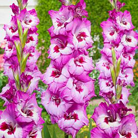 Van Zyverden Gladiolus Large Flowering Elvive - 12 Bulbs 