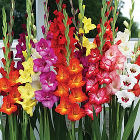 Van Zyverden Gladiolus Large Flowering Endless Summer Mixture 25 Bulbs