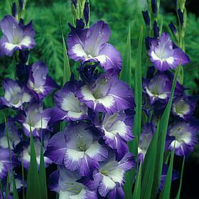 Van Zyverden Gladiolus Large Flowering Nori Set of 12 Bulbs