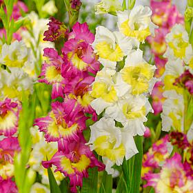 Van Zyverden Gladiolus Vivid Harmony Blend - 15 Bulbs