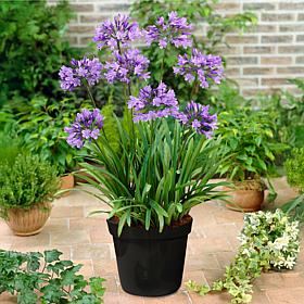 Van Zyverden Goth Patio Gardening Agapanthus Blue Kit