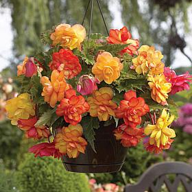 Van Zyverden Hanging Basket Begonias Golden Balcony Set of 1 Bulb