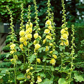 Van Zyverden Hollyhocks Alcea Rosea Yellow Set of 5 Roots
