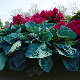 Van Zyverden Hosta Big Daddy Set of 1 Root
