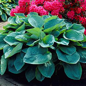 Van Zyverden Hosta Sieboldiana - Set of 3 Roots