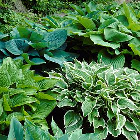 Van Zyverden Hostas Premium Blend - Set of 3 Roots