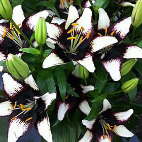 Van Zyverden Lilies Asiatic Black Eye - 3 Bulbs
