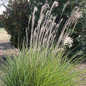 Van Zyverden Ornamental Dwarf Maiden Grass One 3.25" Dormant Plant