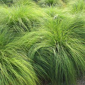 Van Zyverden Ornamental Grass Prairie Dropseed 3.25" Dormant Plant
