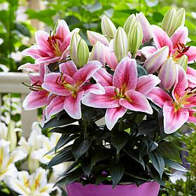Van Zyverden Patio First Romance Lilies Kit