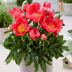 Van Zyverden Patio Peonies Oslo For Containers Set of 1 Root