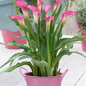 Van Zyverden Patio Pink Calla w/ Pink Planter, Soil and Growers Pot