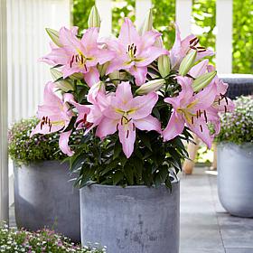 Van Zyverden Patio Smart Romance Lilies Kit