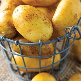 Van Zyverden Potatoes Yukon Gold - Set of 12