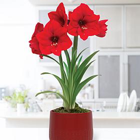 Van Zyverden Pre-planted Amaryllis Red Lion with Red Ceramic Planter