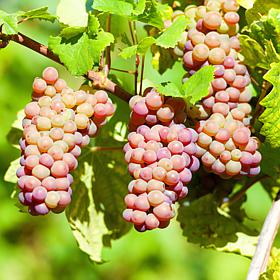 Van Zyverden Premium Bareroot Grape Vine Pinot Gris 1 Plant