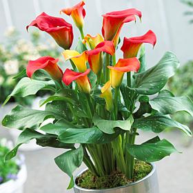 Van Zyverden Premium Callas Captain Fuego Set of 3 Bulbs