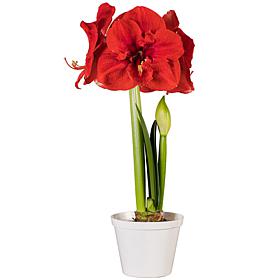 Van Zyverden Premium Fast Track Amaryllis Hypersonic Set of 1 Bulb