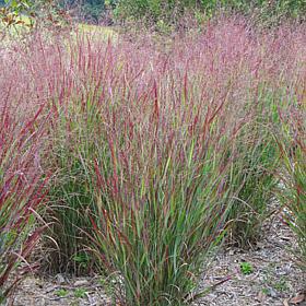 Van Zyverden Red Switch Ornamental Grass (1) 3.25" Dormant Plant