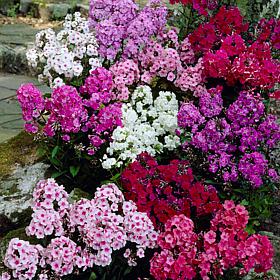 Van Zyverden Tall Phlox Mixed Set of 3 Roots