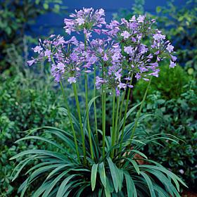VanZyverden Agapanthus Blue Roots 3-Pack