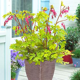 VanZyverden Bleeding Heart Kit w/ Planter, Planting Medium and Root