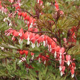 VanZyverden Bleeding Hearts Valentine® Roots 2-Pack