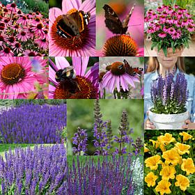 VanZyverden Butterfly Magnet Collection Set of 13 Roots