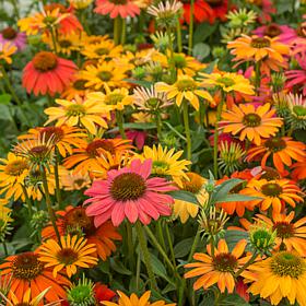 VanZyverden Echinacea Cheyenne Spirit - Set of 5 Roots