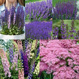 VanZyverden Hummingbird Butterfly Perennial Sun Garden Set of 11 Roots