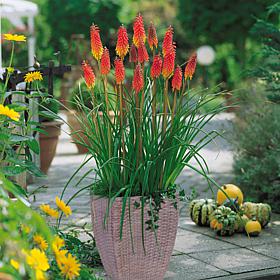VanZyverden Red Hot Poker Kit w/ Planter, Planting Medium and Root