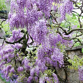 Wisteria Purple Root Stock