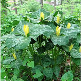 Woodland Plant Trillium Yellow Set of 3 Roots